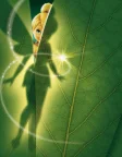 Феї (2008) — постер мультфільму